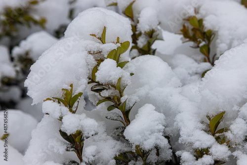 plant with green leaves under the snow on a background of snow. background