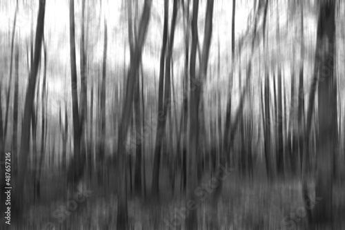 Fantastic and surreal black and white view of defocused trees in the forest. Digitally modified image perfect for trendy home interior decoration.