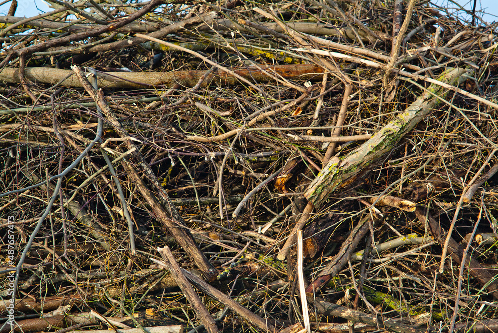 felled tree branches stacked in piles felled tree branches stacked in piles