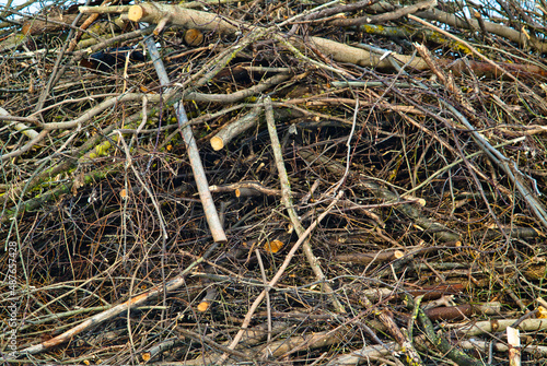 felled tree branches stacked in piles