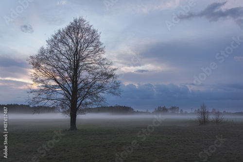 Single branchy tree on a foggy meadow in Mazowsze region of Poland