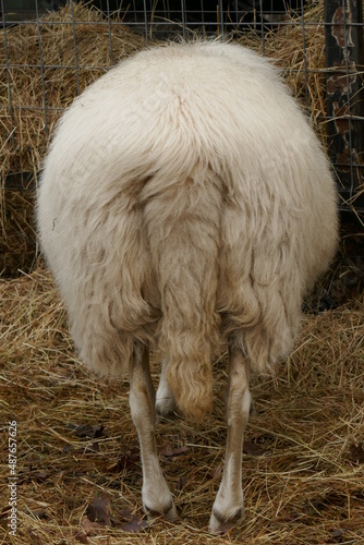 The buttocks of a Kempen heath sheep, seen straight from behind.