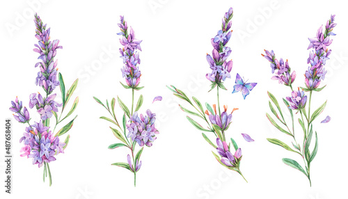 Watercolor set of lavender flowers natural elements in vintage style isolated on white background. Bouquet of wildflowers botanical card