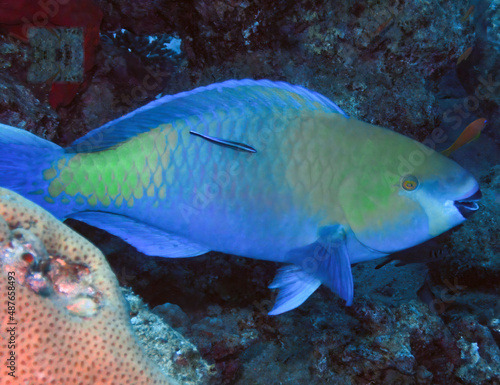 A Rusty Parrotfish (Scarus ferrugineus) in the Red Sea, Egypt