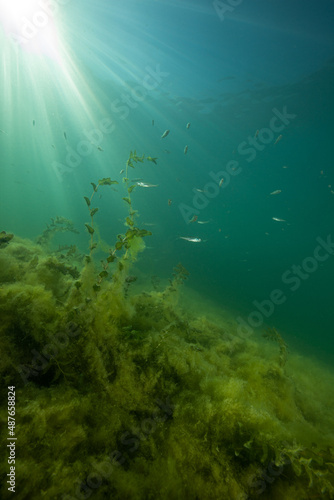 Unterwasserlandschaft in einem Schweizer See mit Licht und Flussbarschen. © Markus Inglin