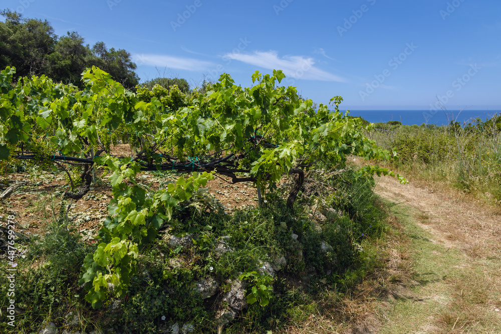 Grapevines on Corfu Island in Greece