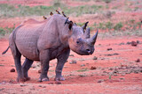 Safari in the African savannah. Black rhinoceros in Kenya National Park.