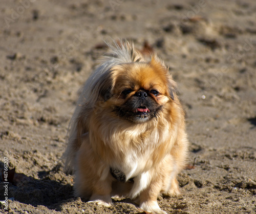 Pekingese dog on the beach 