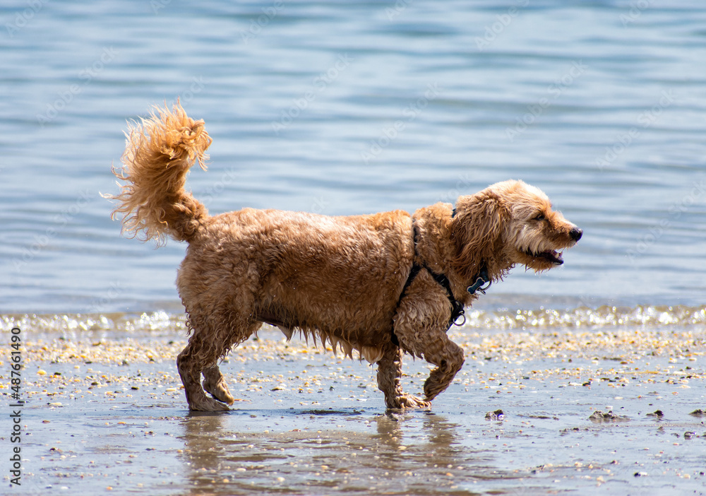 little dog running on the beach 