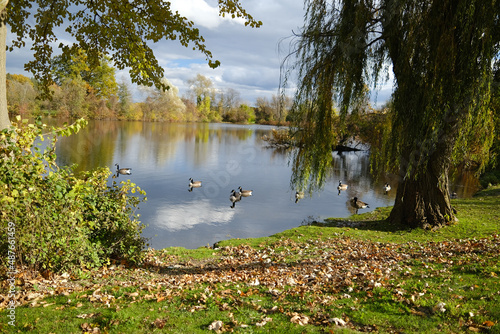 ducks on the lake