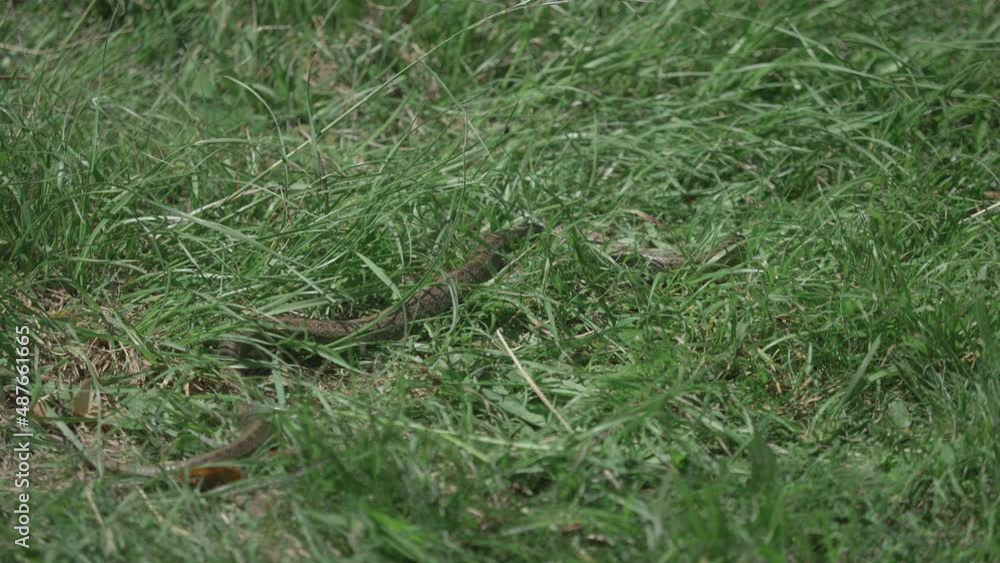 Smooth snake (Coronella austriaca) discreetly crawling in the grass Smooth snake (Coronella austriaca) discreetly crawling in the grass