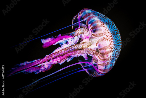 Photographie jellyfish on black background