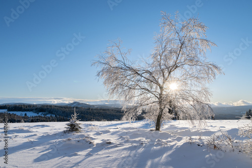 Frozen tree and sun shining through tree crown, winter at Zhuri, Sumava national park