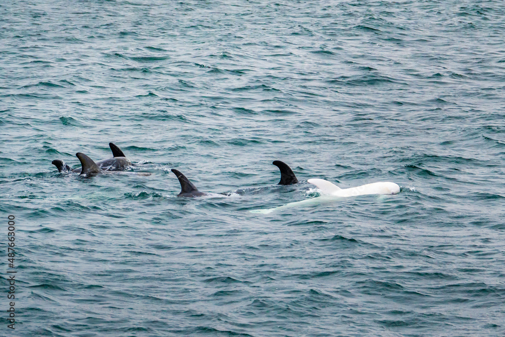 Naklejka premium A rare wild all white albino Risso's Dolphin, known as Casper, swims with its pod in the Pacific Ocean off the coast of the Monterey Bay in central California. 