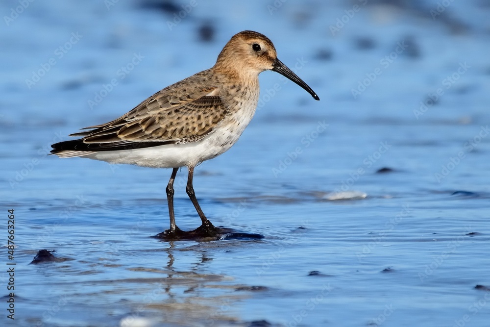 Alpenstrandläufer (Calidris alpina) am Nordseestrand. Alpenstrandläufer (Calidris alpina) am Nordseestrand.
