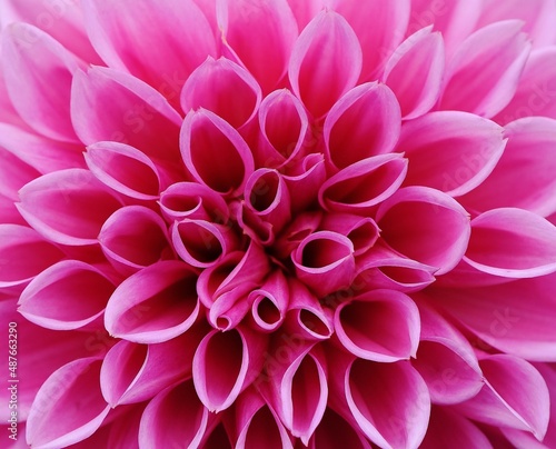pink flower © Marcus