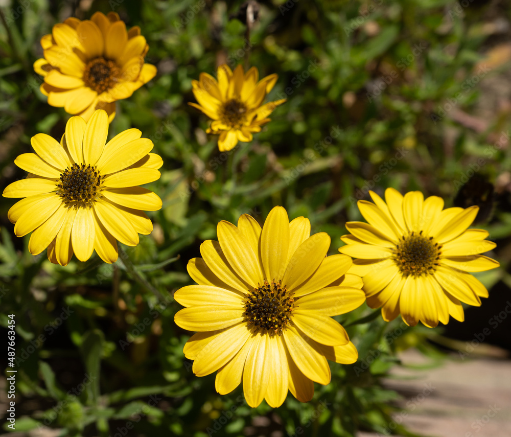Yellow Gold African Daisy blossoms in the sunshine Yellow Gold African Daisy blossoms in the sunshine