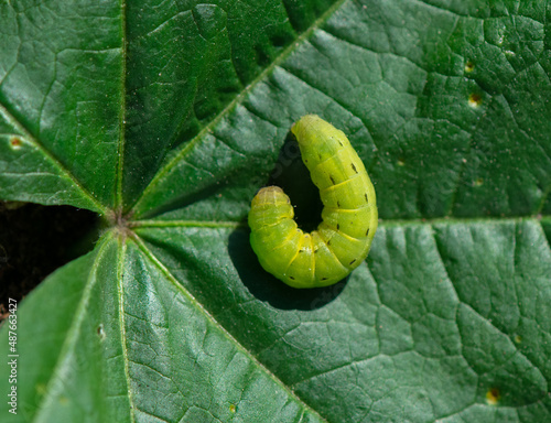 Cutworm moth larva are caterpillars that are a serious garden pest, causing damage to a wide variety of plants.