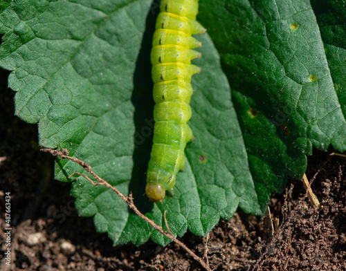 Cutworm moth larva are caterpillars that are a serious garden pest, causing damage to a wide variety of plants. © Diane N. Ennis