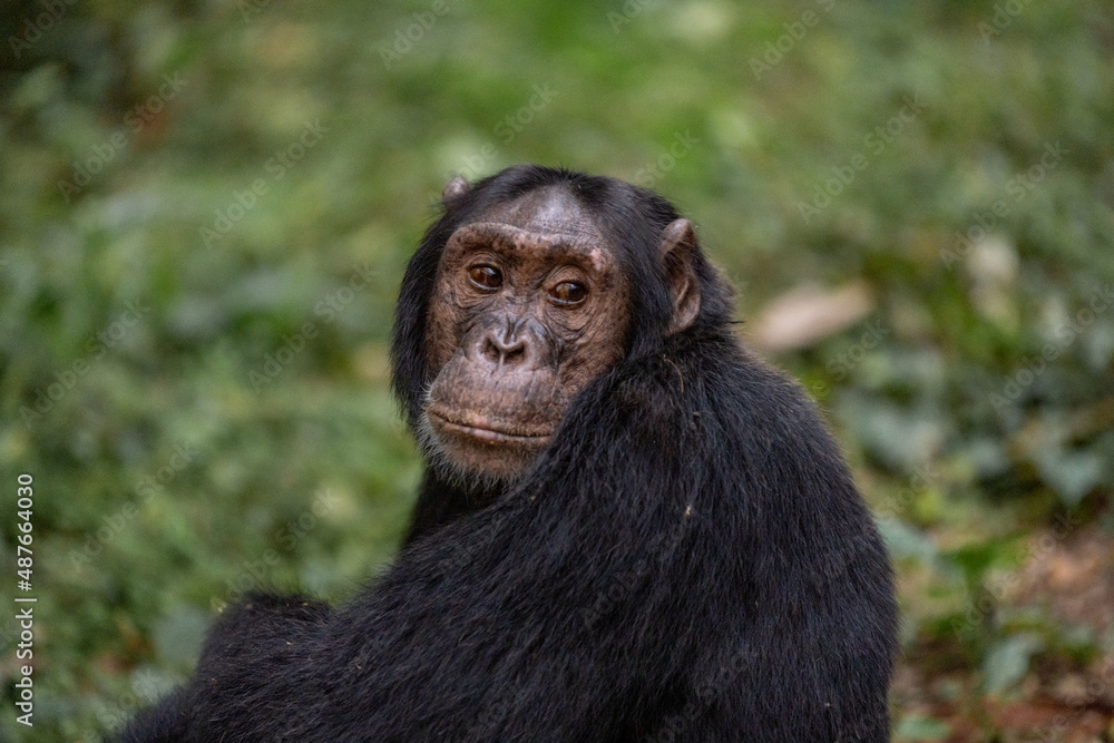 Fototapeta premium Chimpanzee, Kibale National Forest, Uganda, Africa