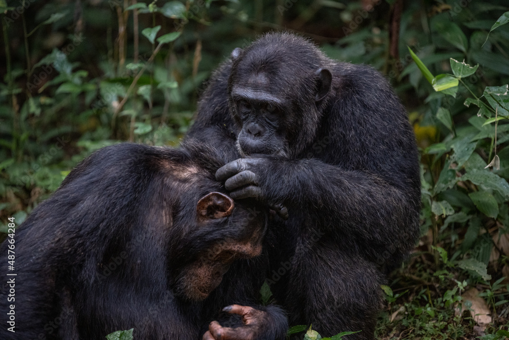 Two chimpanzees cleaning bugs off each other, Kibale National Forest, Uganda, Africa