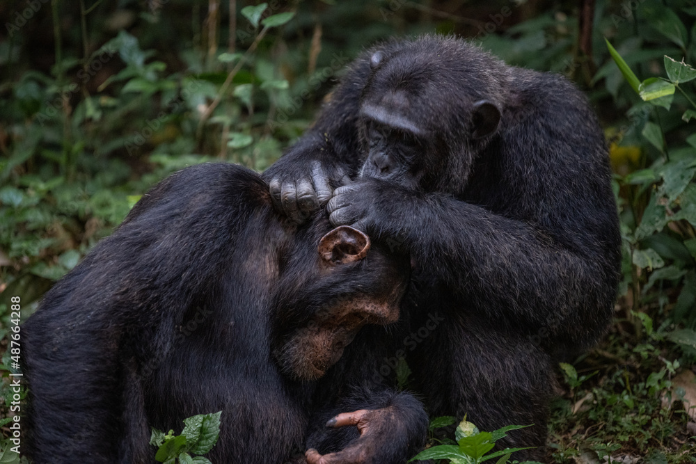 Two chimpanzees cleaning bugs off each other, Kibale National Forest, Uganda, Africa Two chimpanzees cleaning bugs off each other, Kibale National Forest, Uganda, Africa
