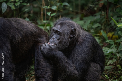 Two chimpanzees cleaning bugs off each other, Kibale National Forest, Uganda, Africa © Sasha