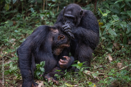 Two chimpanzees cleaning bugs off each other, Kibale National Forest, Uganda, Africa