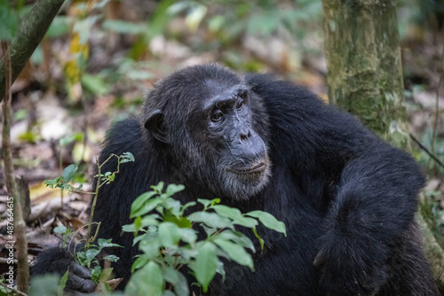Chimpanzee Portrait, Kibale National Forest, Uganda, Africa © Sasha