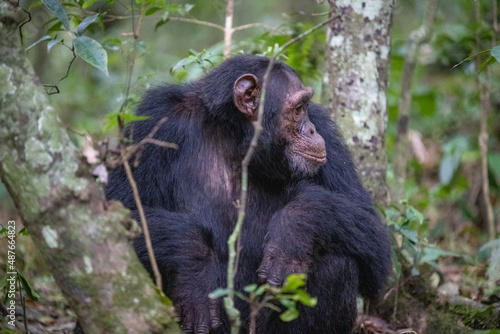 Chimpanzee sitting in forest, Kibale National Forest, Uganda, Africa