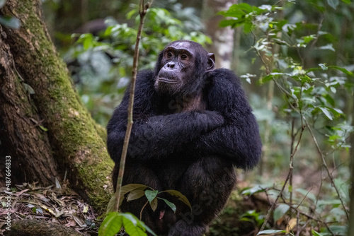 Chimpanzee sitting in forest, Kibale National Forest, Uganda, Africa © Sasha