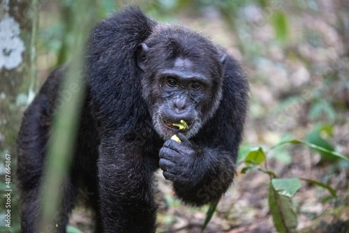 Chimpanzee eating, Kibale National Forest, Uganda, Africa