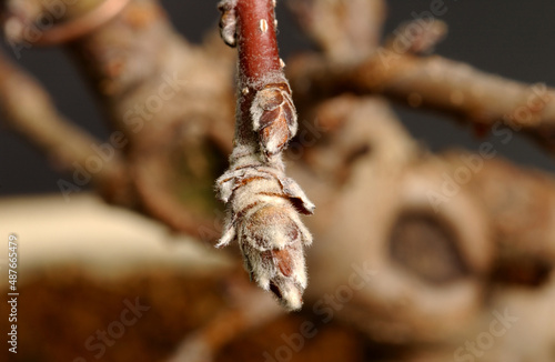 guiding of bonsai branches with copper wire to give the chosen shape