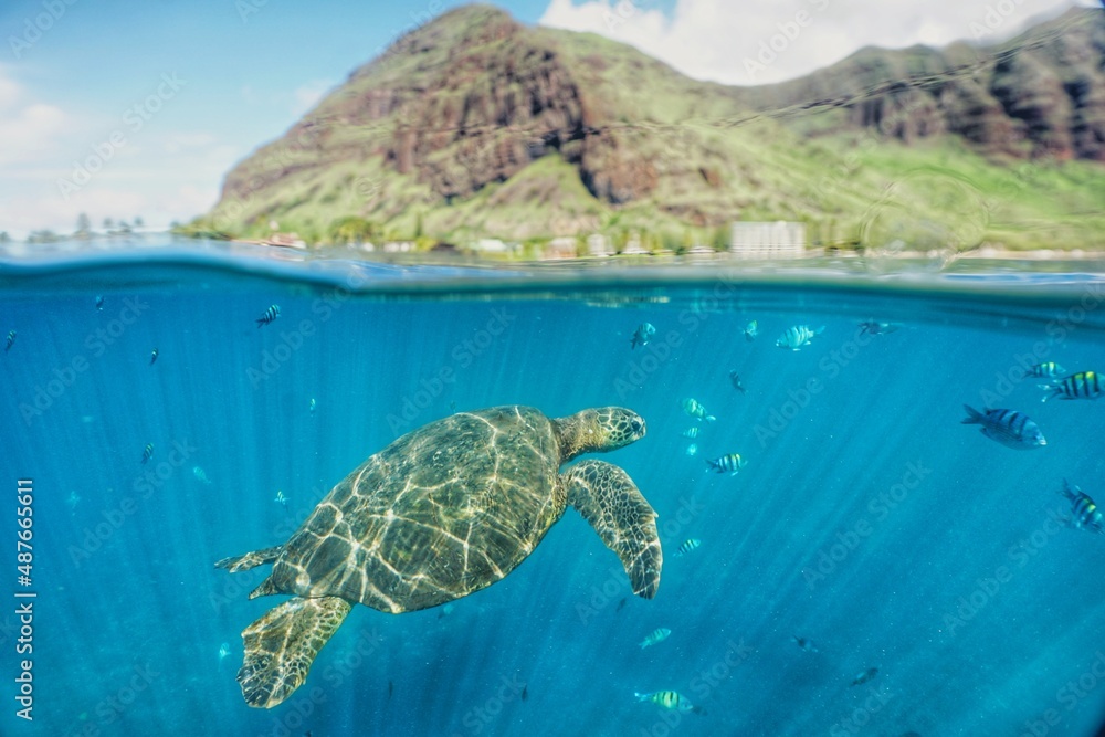 Hawaiian Green Sea Turtle swimming in Hawaii 
