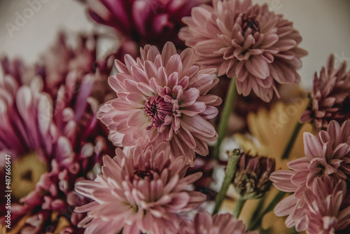 pink chrysanthemum flowers