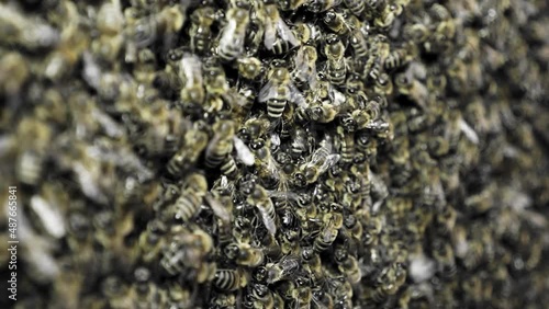 Natural swarming of bees in the apiary. swarm of honey bees. Concept of apiculture, collective work.
