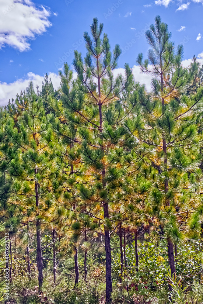 Fuzzy trees on the shore of the lake between canyon - Thunder Bay, Ontario, Canada Fuzzy trees on the shore of the lake between canyon - Thunder Bay, Ontario, Canada