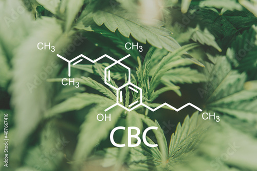 Photos CBC Cannabis oil Marijuana plant Herbal