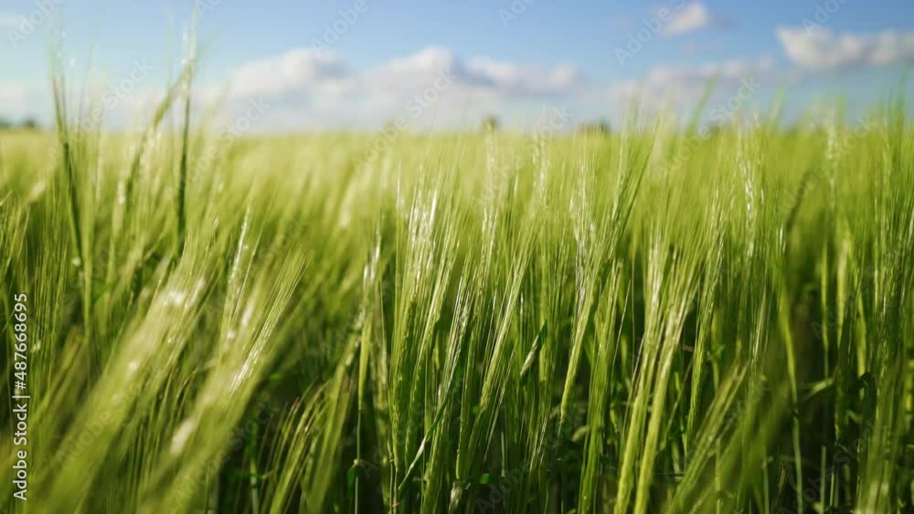 Ripening crops under the warm sun. Wind sways thick barley in a field creating waves. A cereal field for making bread. A large crop of grain. Agricultural business. Ripening crops under the warm sun. Wind sways thick barley in a field creating waves. A cereal field for making bread. A large crop of grain. Agricultural business.