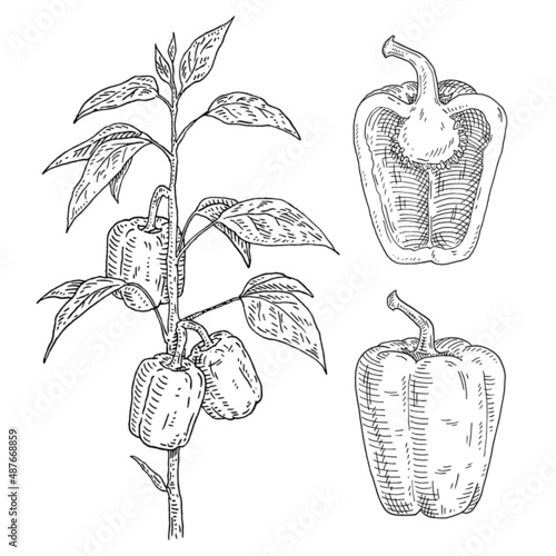 Branch of sweet bell peppers plant with leaf. Vintage engraving
