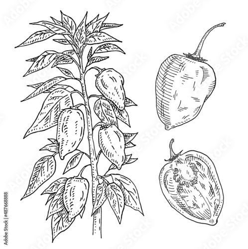 Branch of habanero plant with leaf and pepper. Vintage engraving