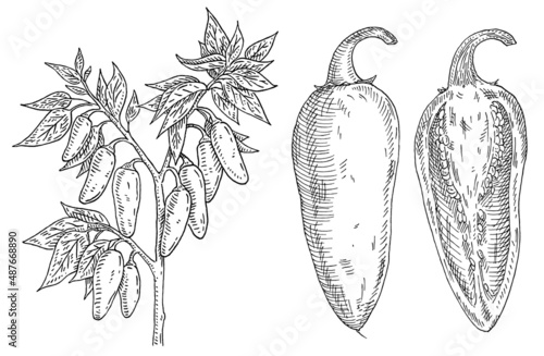 Branch of chilli with leaf and pepper. Vintage engraving