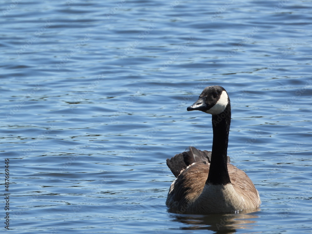 Fototapeta premium Canadian Geese