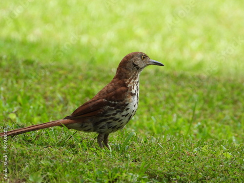 Wallpaper Mural Brown Thrasher
 Torontodigital.ca
