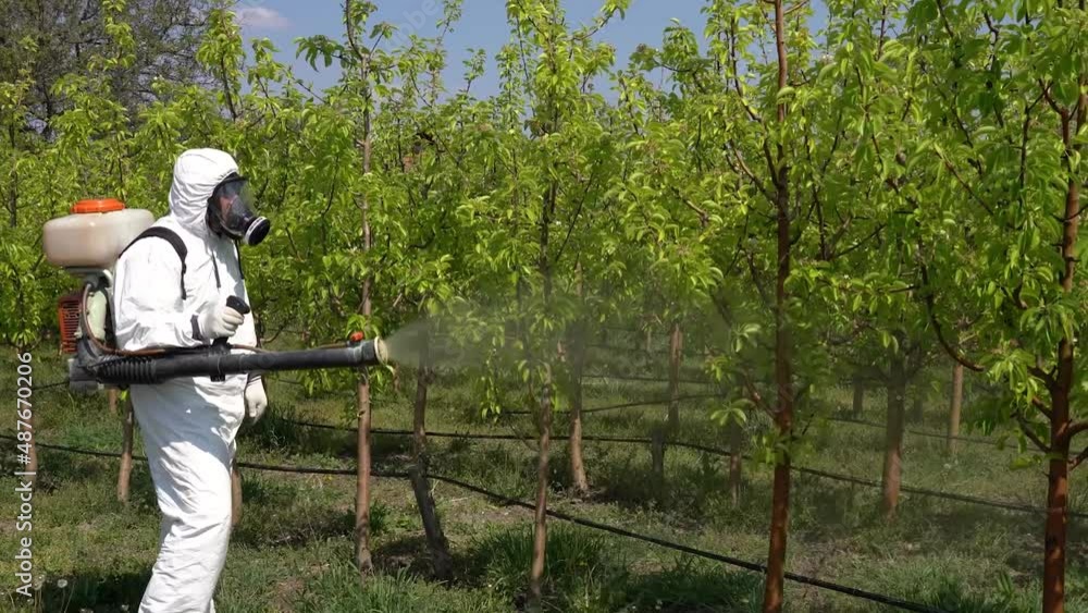 Man In Disposable Full-Body Coveralls And Gas Mask Spraying Orchard In Springtime - Zoom Out. Fruit Grower Spraying Pear Trees With Chemicals in Springtime. Man In Disposable Full-Body Coveralls And Gas Mask Spraying Orchard In Springtime - Zoom Out. Fruit Grower Spraying Pear Trees With Chemicals in Springtime.