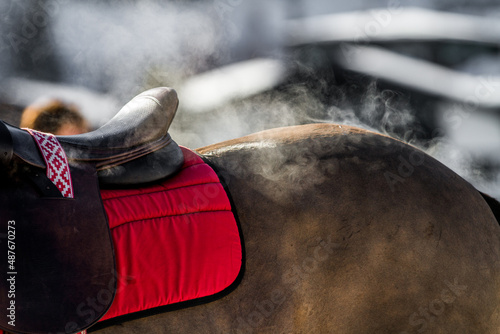 A warm Sport Horse photo