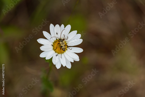 Black and yellow bug on a daisy