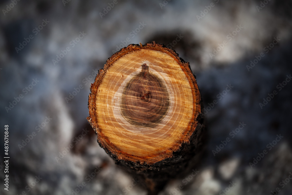 Fototapeta premium Log cut with an axe. lumbering is a very common industry all over the world. Illegal logging is a widespread problem all over the world.