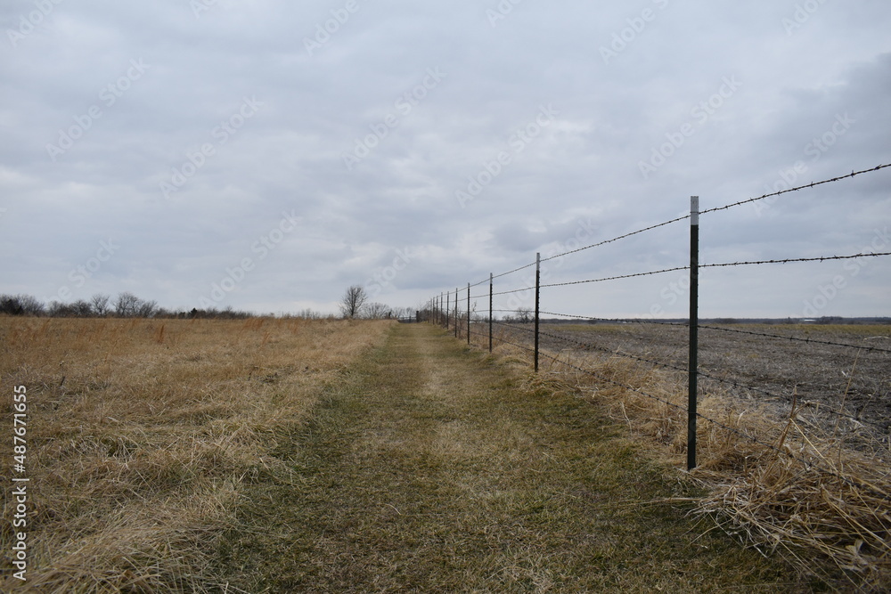 Fence Row in a Farm Field