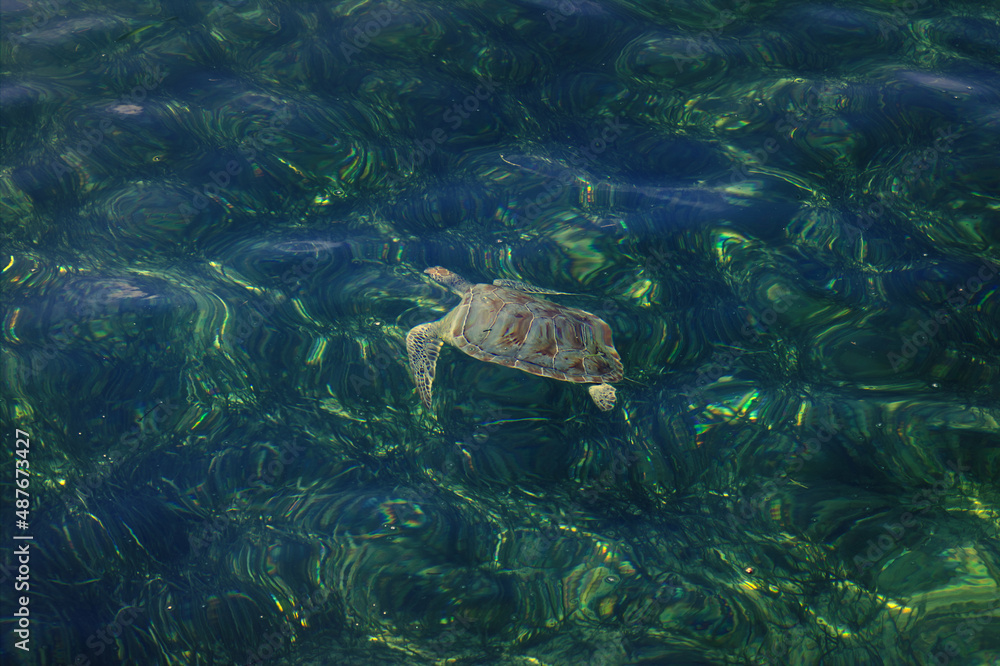 Naklejka premium Sea turtle swimming in the beautiful clear water.